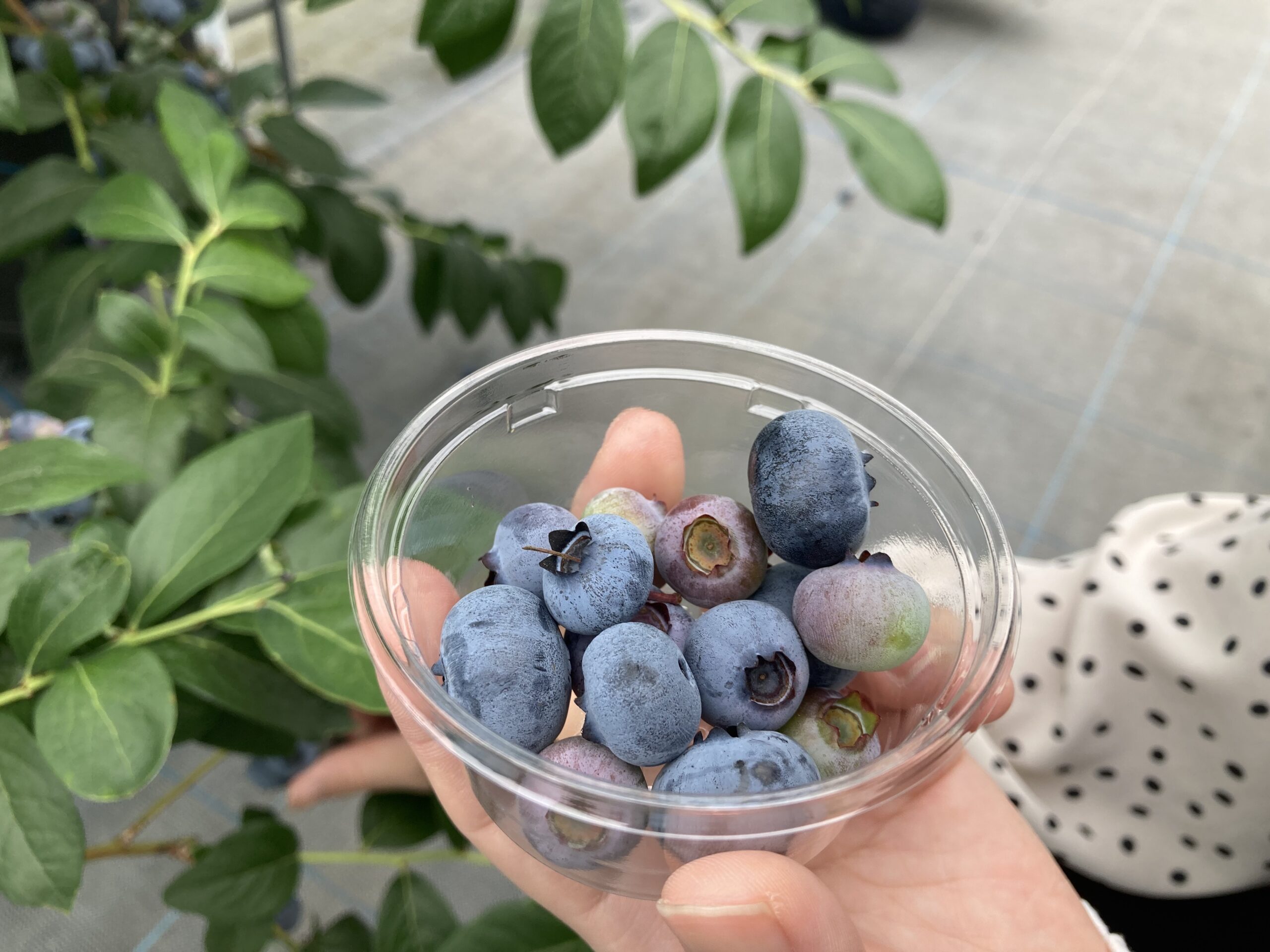 夏季限定】ゴロっとブルーベリ―のジェラートつき！ 大満足の