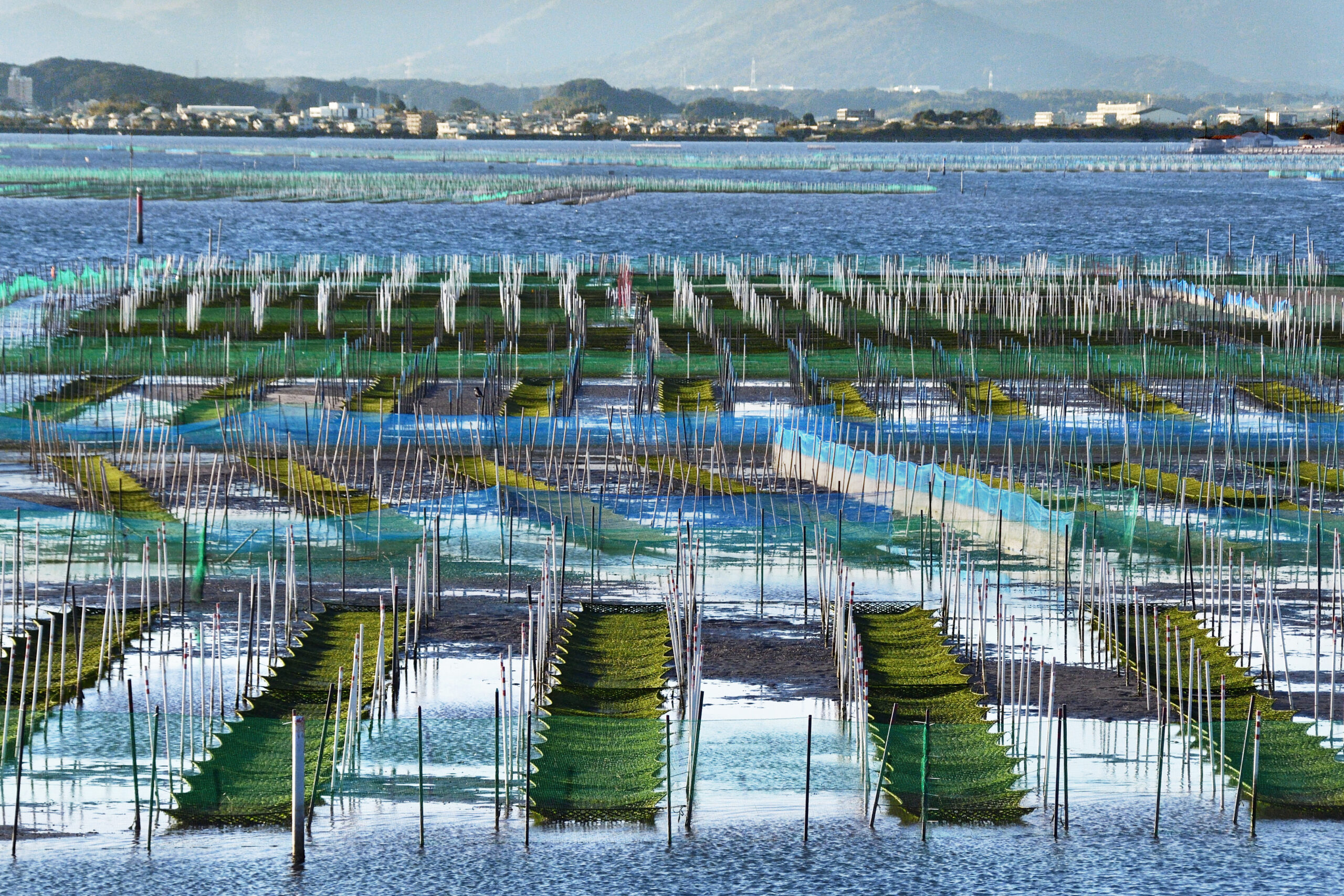秋18.-渚園付近浜名湖海苔棚-